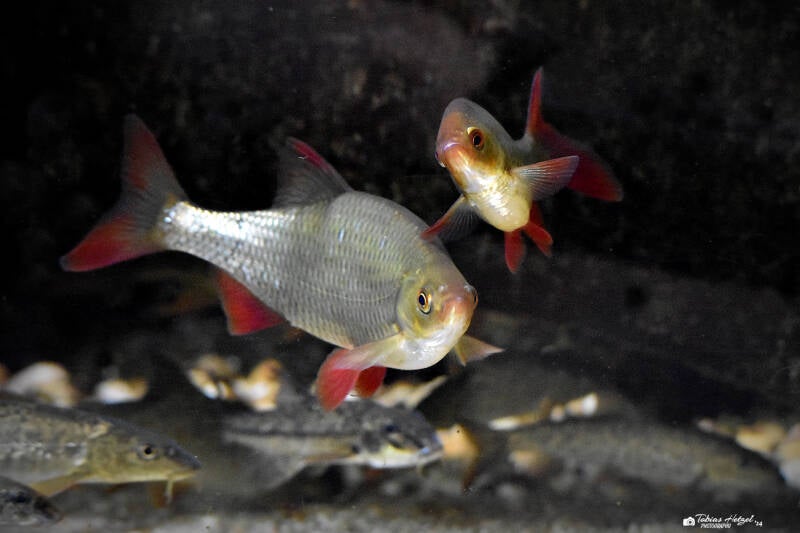 Rotfeder | Otterzentrum Hankensbüttel | 10.06.2023