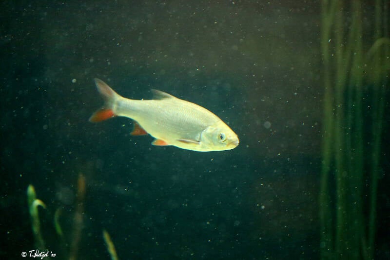 Rotfeder | Tiergarten Straubing | 16.08.2018