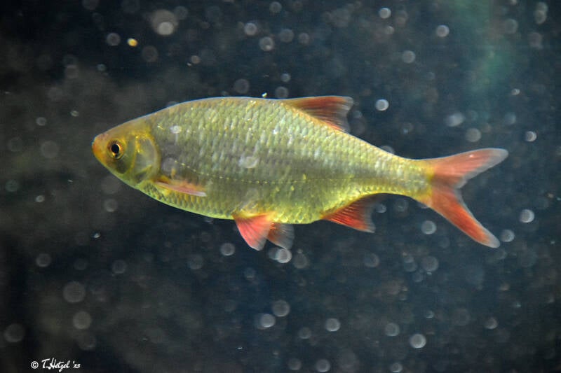 Rotfeder | Zoo Frankfurt | 17.08.2020