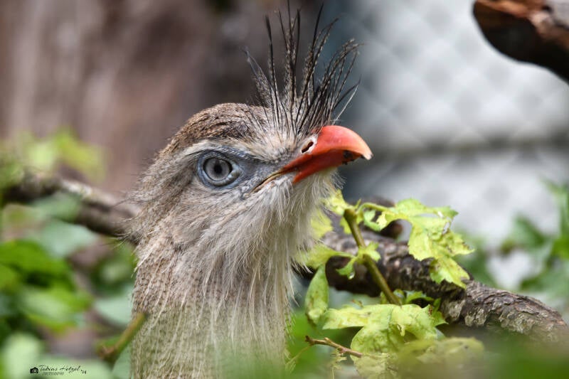 Rotfußseriema | Zoo Frankfurt | 22.08.2021