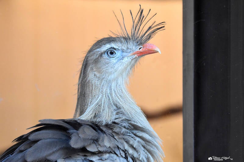 Rotfußseriema | Zoo Wuppertal | 24.10.2021