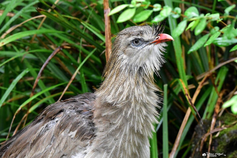 Rotfußseriema | Zoo Frankfurt | 17.08.2020