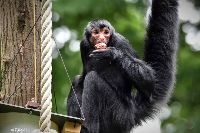Rotgesicht-Klammeraffe | Zooparc Overloon | 05.07.2021