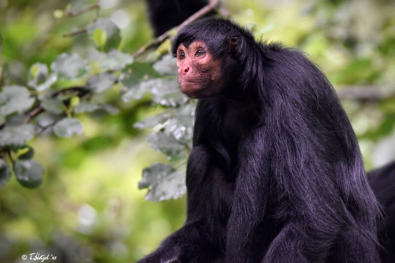 Rotgesicht-Klammeraffe | Zooparc Overloon | 05.07.2021