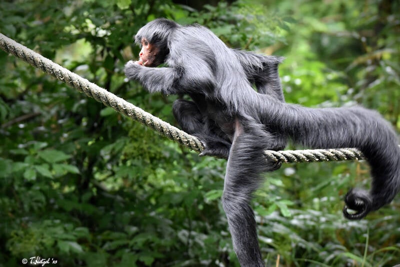 Rotgesicht-Klammeraffe | Zooparc Overloon | 05.07.2021