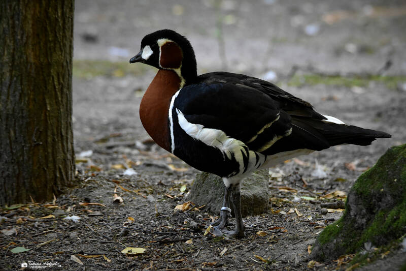 Rothalsgans | Zoo Decin | 11.07.2025