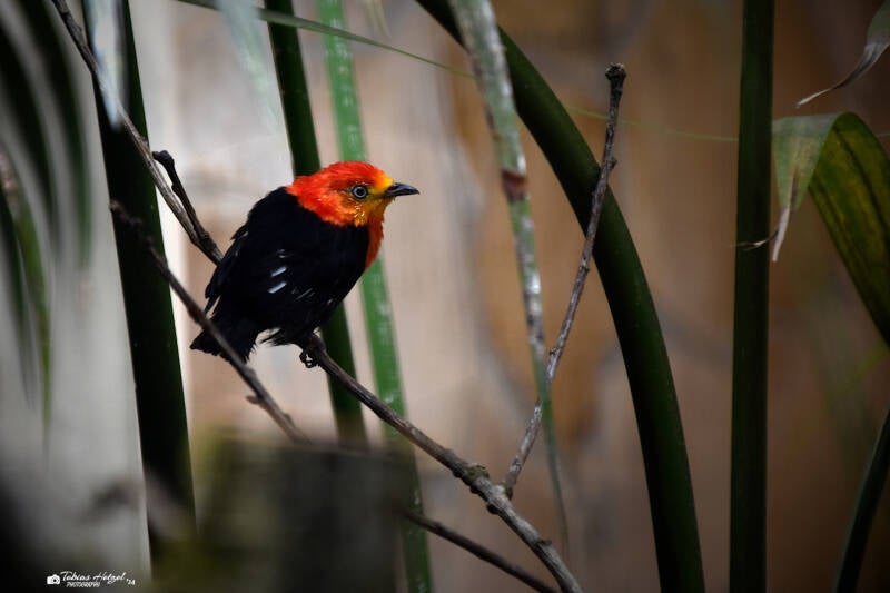 Rothaubenpipra | Weltvogelpark Walsrode | 09.06.2023
