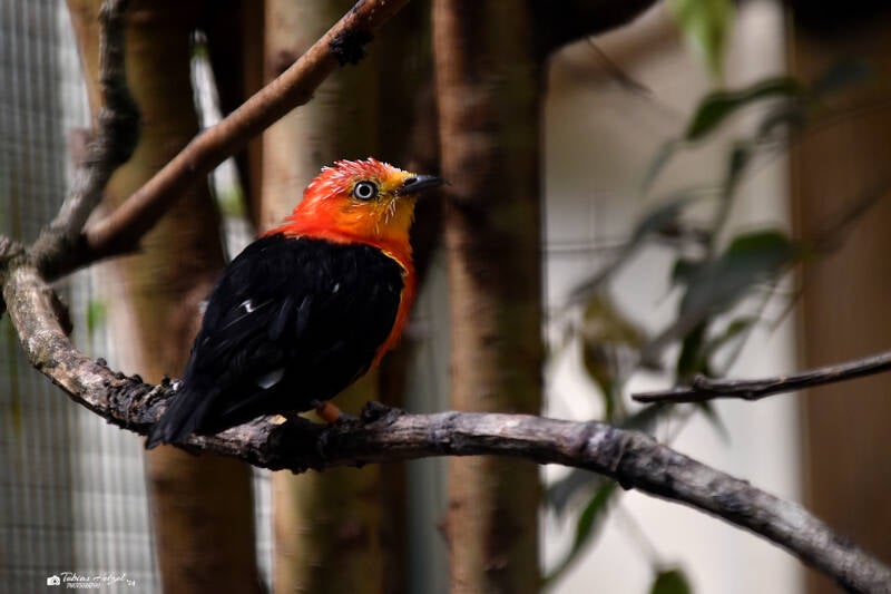 Rothaubenpipra | Weltvogelpark Walsrode | 09.06.2023