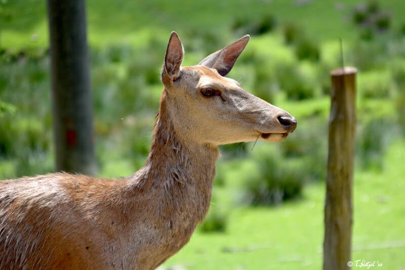 Rothirsch (kein Unterartenstatus)