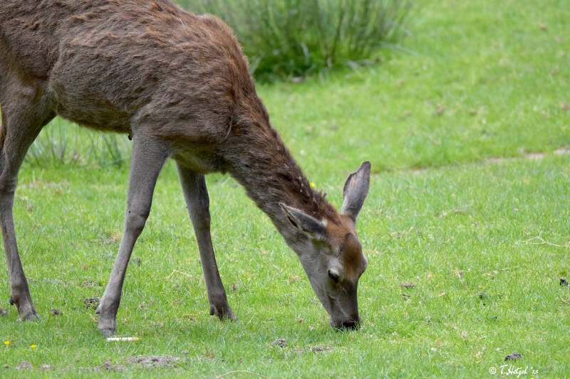Rothirsch (kein Unterartenstatus)