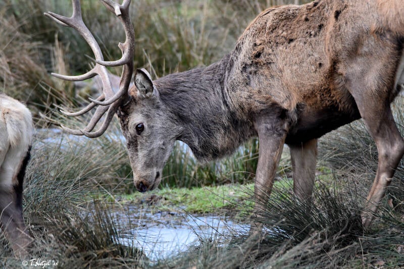 Rothirsch (kein Unterartenstatus) | Wildpark Heigenbrücken | 20.02.2021