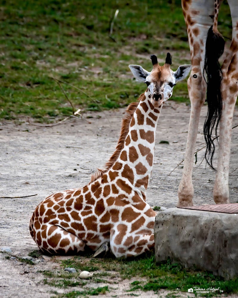 Rothschildgiraffe | Zoo Prag | 18.08.2024