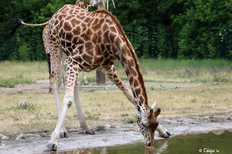 Rothschildgiraffe | Tierpark Berlin | 27.05.2018