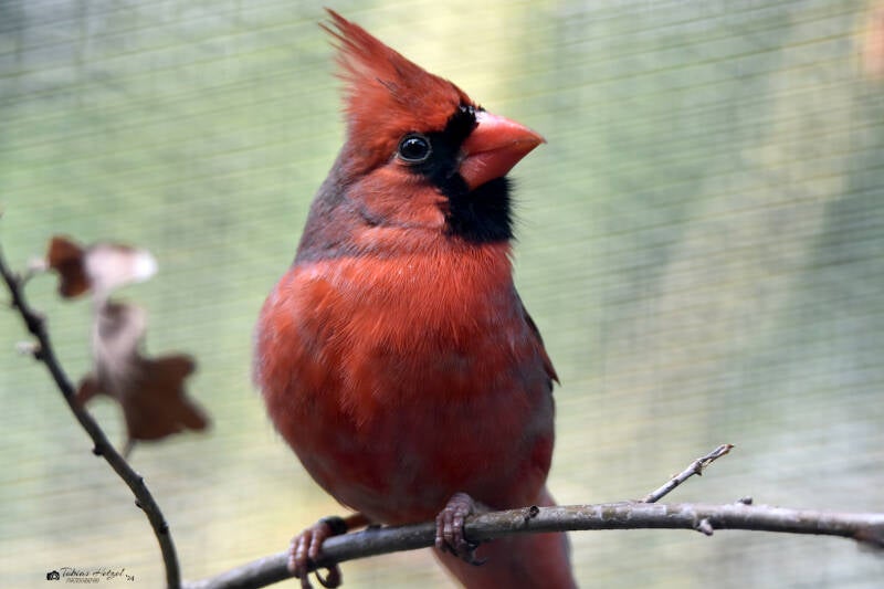 Rotkardinal | Weltvogelpark Walsrode | 12.04.2021