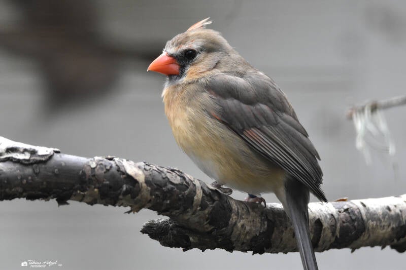 Rotkardinal | Vogelpark Viernheim | 24.03.2023