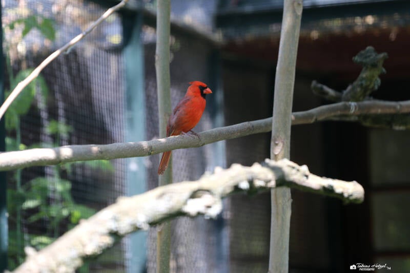Rotkardinal | Zoo Berlin | 26.05.2018