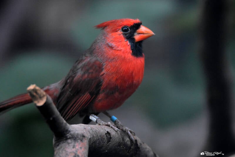 Rotkardinal | Kölner Zoo | 03.12.2023