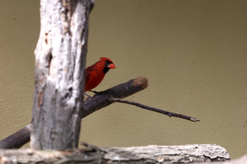 Rotkardinal | Zoo Landau | 13.08.2018