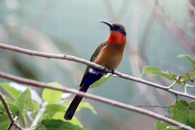 Rotkehlspint | Zoo Plzen | 29.08.2019