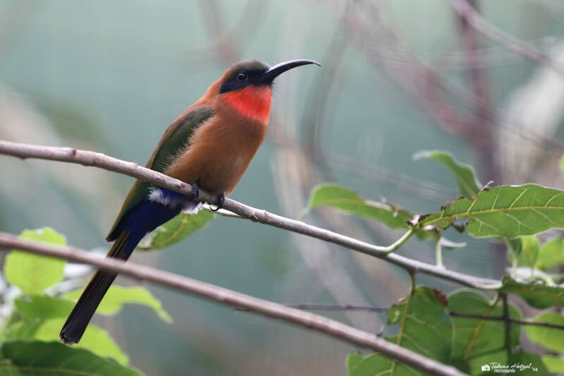 Rotkehlspint | Zoo Plzen | 29.08.2019