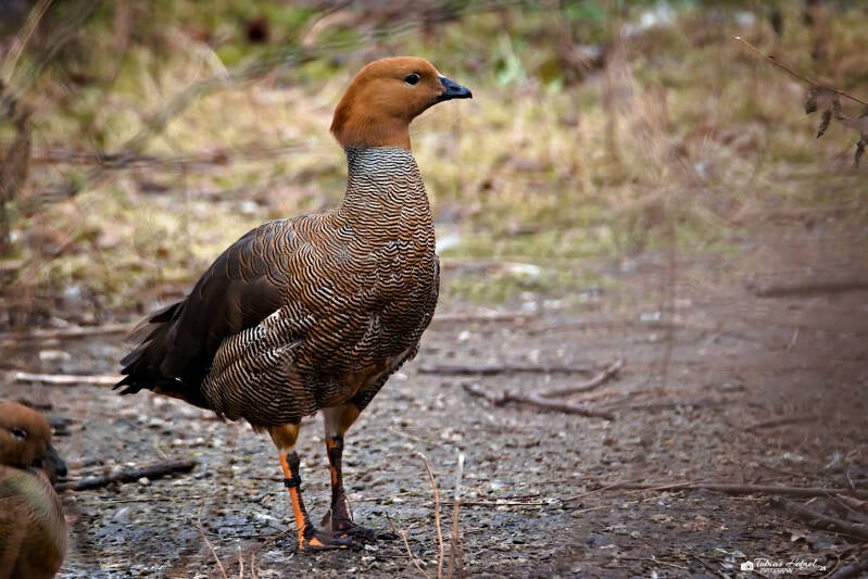 Rotkopfgans | Amerika-Tierpark Limbach-Oberfrohna | 01.01.2025