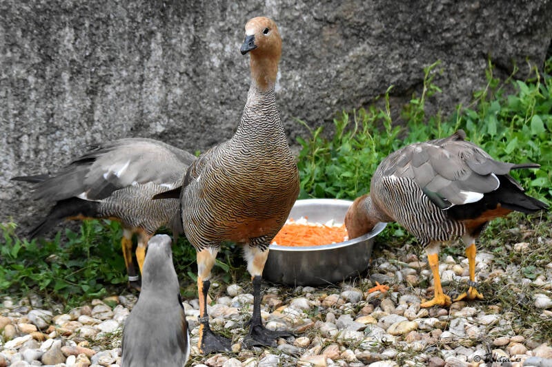 Rotkopfgans | Zoo Plzen | 17.09.2022