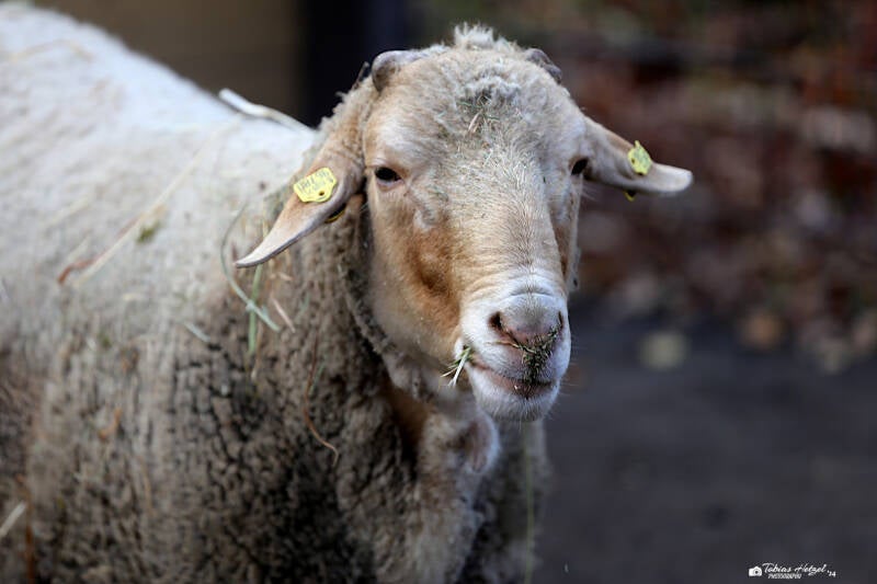 Rotkopfschaf | Tierpark Berlin | 24.11.2019