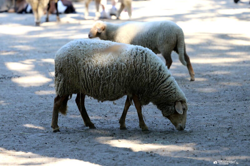 Rotkopfschaf | Tierpark Berlin | 27.05.2018