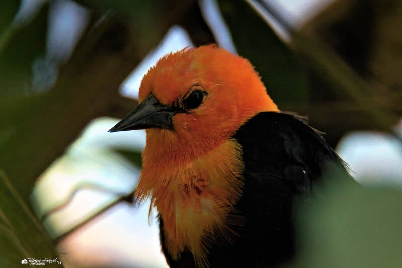 Rotkopfstärling | Zoo Prag | 18.08.2024