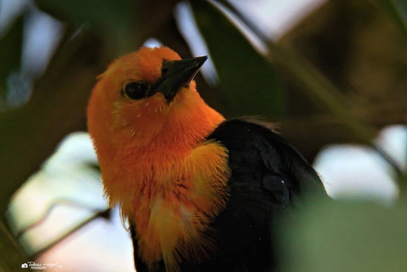 Rotkopfstärling | Zoo Prag | 18.08.2024