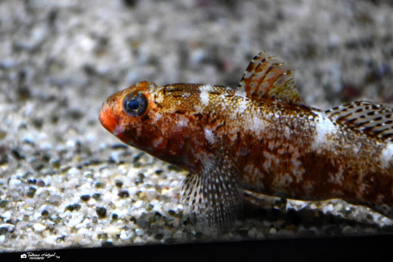 Rotlippengrundel | Wilhelma Stuttgart | 16.06.2023