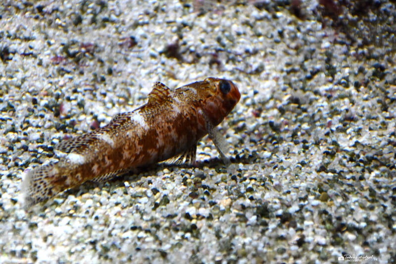 Rotlippengrundel | Wilhelma Stuttgart | 16.06.2023