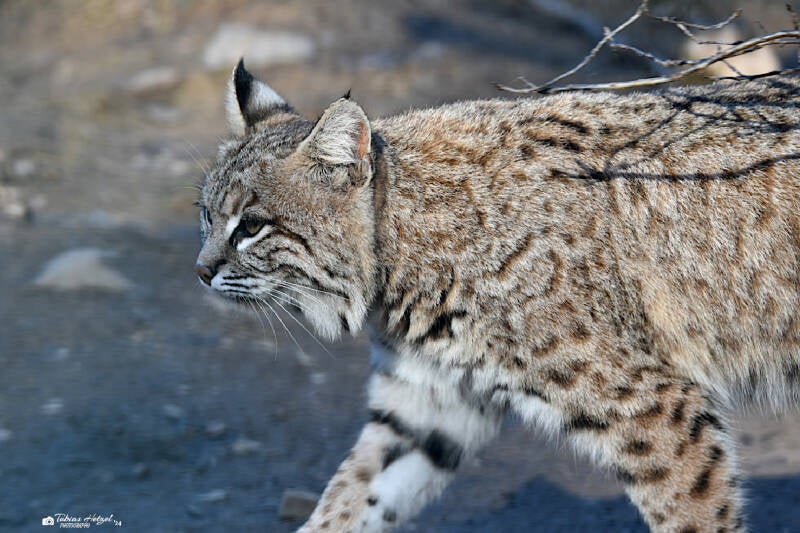 Rotluchs | Eifel-Zoo, Lünebach-Pronsfeld | 01.03.2021