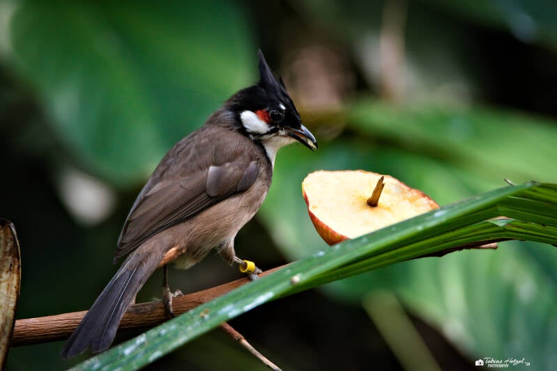 Rotohrbülbül (kein Unterartenstatus) | Zoo Frankfurt | 05.03.2025