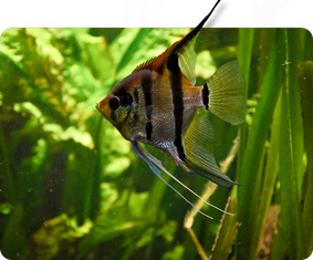 Afrabuntbarsch