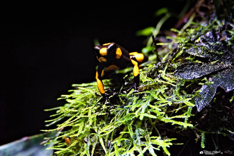Rotringel-Baumsteiger | Zoologischer Stadtgarten Karlsruhe | 31.05.2025