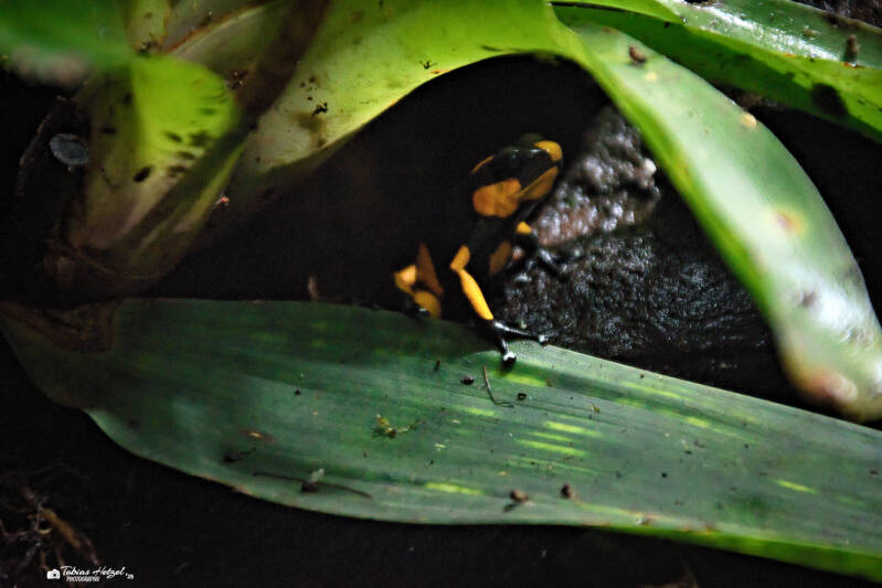 Rotringel-Baumsteiger | Zoologischer Stadtgarten Karlsruhe | 31.05.2025