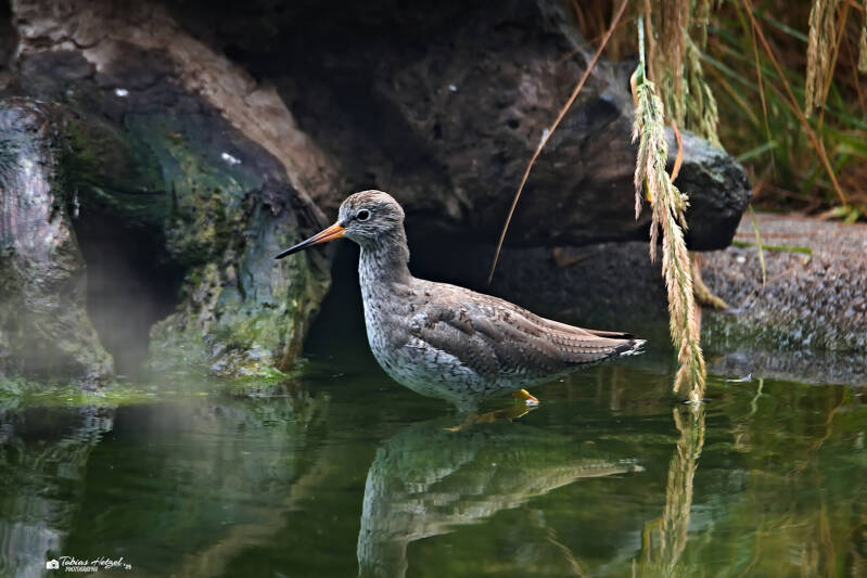 Rotschenkel | Zoo Dresden | 12.07.2025