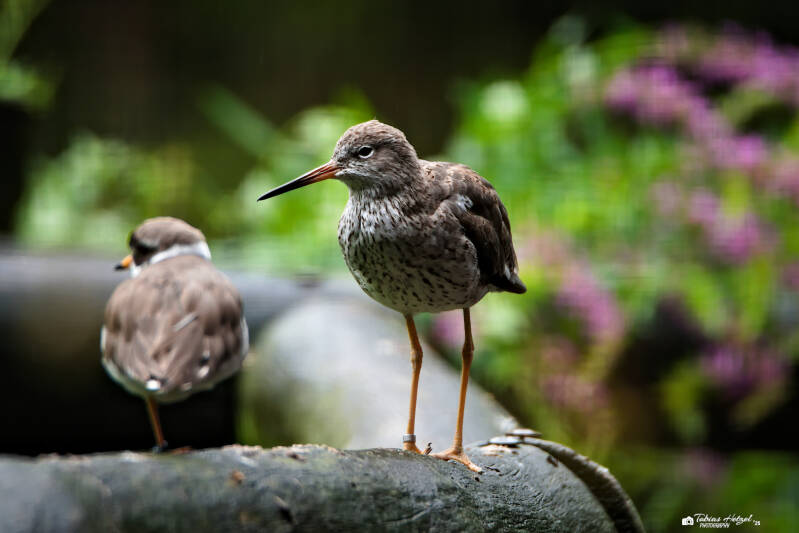 Rotschenkel | Zoo Dresden | 12.07.2025