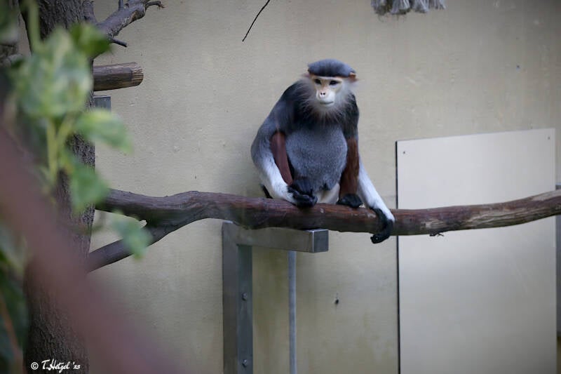 Rotschenkel-Kleideraffe | Zoologischer Garten Köln | 28.12.2018