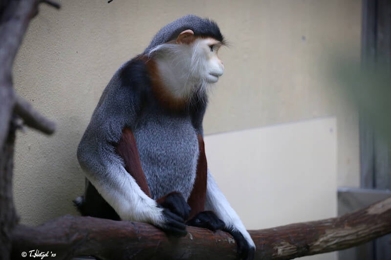 Rotschenkel-Kleideraffe | Zoologischer Garten Köln | 28.12.2018