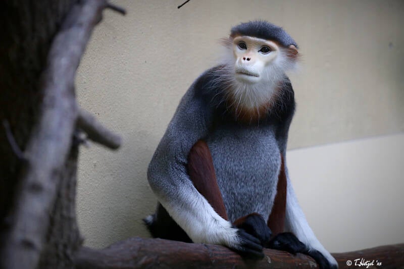 Rotschenkel-Kleideraffe | Zoologischer Garten Köln | 28.12.2018