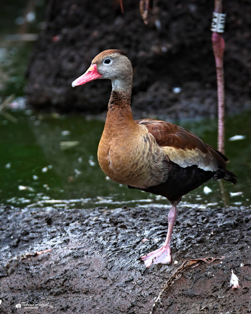 Rotschnabel-Pfeifgans (kein Unterartenstatus) | Zoo Dresden | 12.07.2025