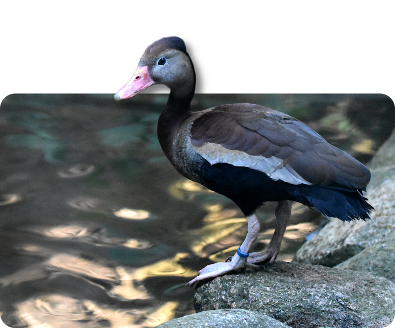 Rotschnabel-Pfeifgans (kein Unterartenstatus)