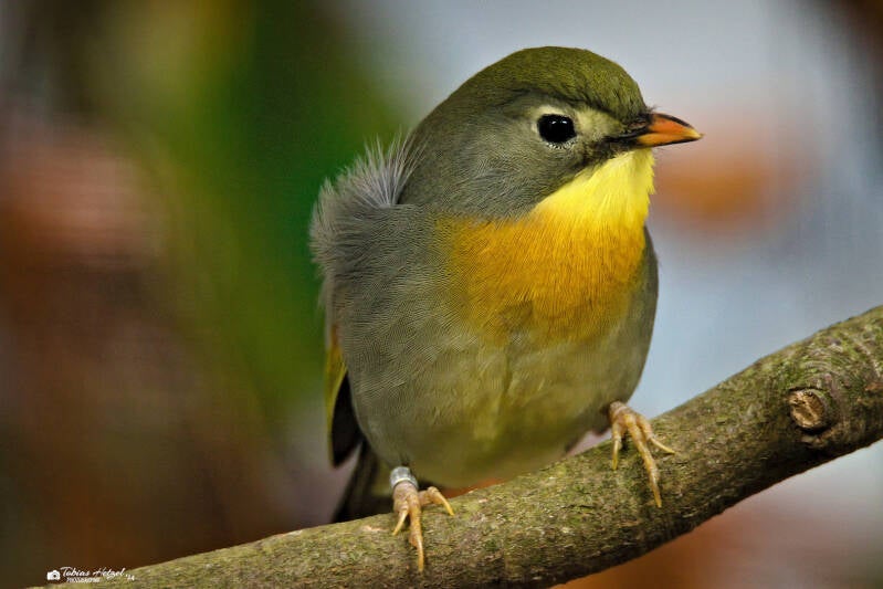 Rotschnabel-Sonnenvogel | Zoo Augsburg | 28.12.2024