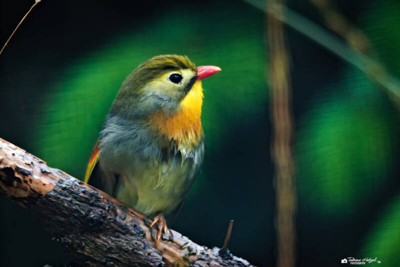 Rotschnabel-Sonnenvogel | Zoo Dresden | 12.07.2025