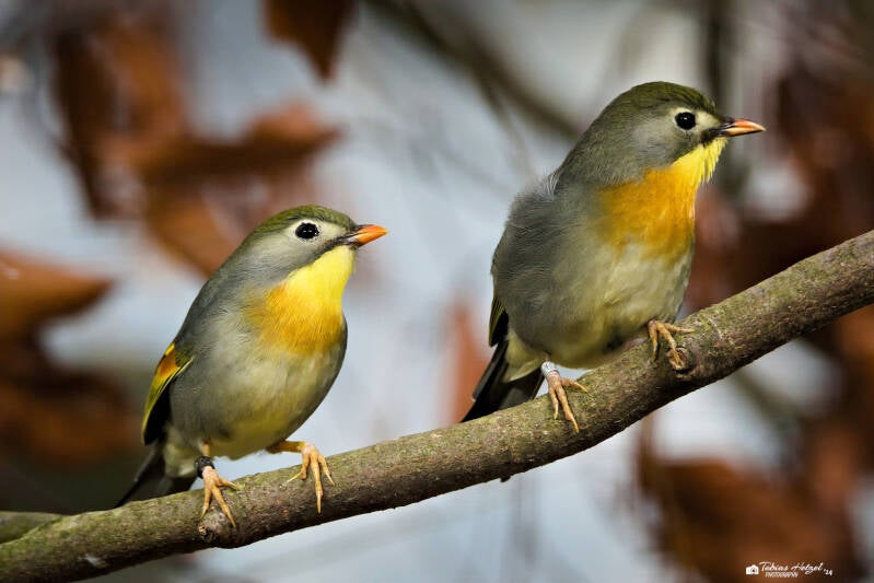 Rotschnabel-Sonnenvogel | Zoo Augsburg | 28.12.2024