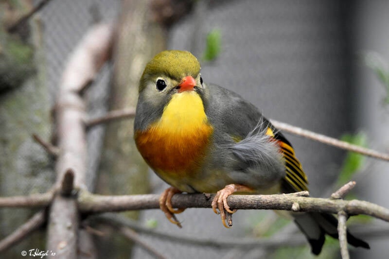 Rotschnabel-Sonnenvogel | Vogelpark Viernheim | 24.03.2023