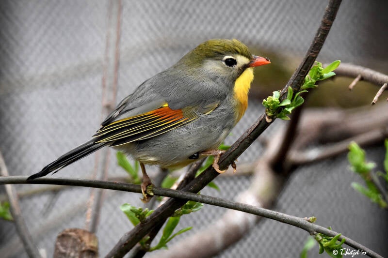 Rotschnabel-Sonnenvogel | Vogelpark Viernheim | 24.03.2023