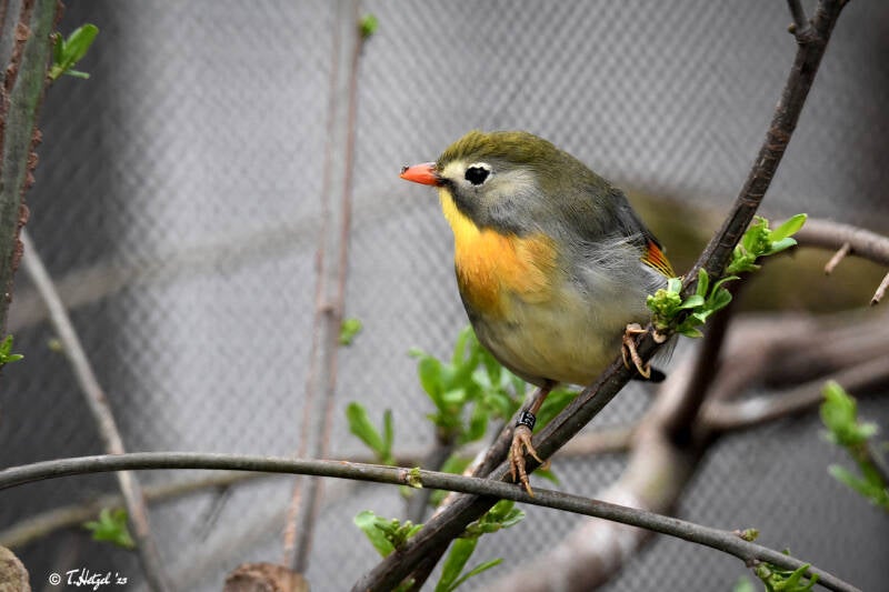 Rotschnabel-Sonnenvogel | Vogelpark Viernheim | 24.03.2023